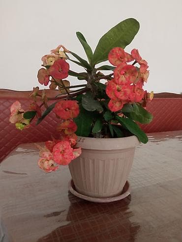 Эуфорбия Миля (Euphorbia milii, «Корона Христа») в горшке - — 2