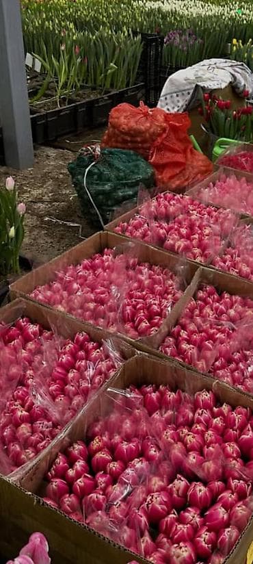 корзина для овощей: Тюльпаны с собственной теплицы - Срезанные свежие тюльпаны прямого — 3