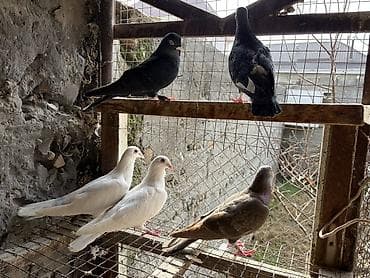 коты бишкек: На продажу голуби разные породы 
Звоните или пишите на вотсап — 6