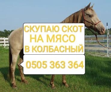Куплю | Коровы, быки, Лошади, кони | Круглосуточно, Любое состояние, Забитый at lalafo.kg Куплю | Коровы, быки, Лошади, кони | Круглосуточно, Любое состояние, Забитый