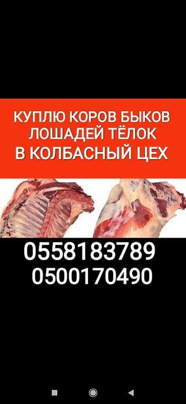 Куплю | Коровы, быки, Лошади, кони, Другие с/х животные | Круглосуточно, Любое состояние, Забитый at lalafo.kg Куплю | Коровы, быки, Лошади, кони, Другие с/х животные | Круглосуточно, Любое состояние, Забитый