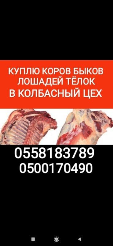 цепи для животных: Сатып алам | Уйлар, букалар, Жылкылар, аттар, Башка а/ч жаныбарлары | Күнү-түнү, Бардык шартта, Союлган — 1