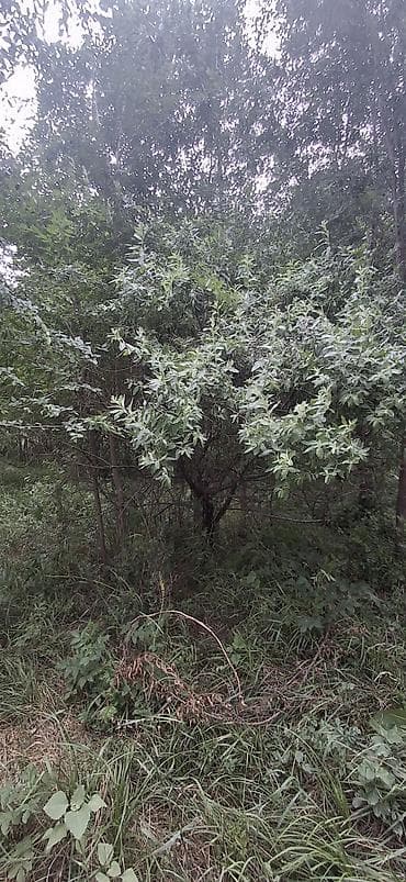 Саженцы at lalafo.kg Саженцы