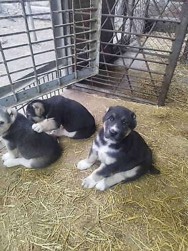 Продажа собак: Шикарные Щенки САО . Среднеазиатской Овчарки ХОРОШИХ КРОВЕЙ !!! — 5