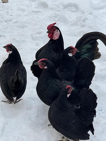 Продаю | Куры, Петух