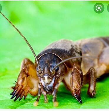 цена пшеницы в бишкеке 2022: Медведки азиатские и камбоджа оригинал 200%%% оптом и в розницу!!! 1 — 4