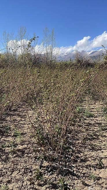 бетон чолпон ата: Малина кочот сатылат сорт пшехиба элитный сорт — 3