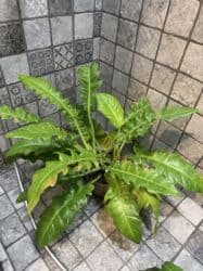 диффенбахия купить: Продаю в ассортименте цветы из личной коллекции. Все взрослые, мощная — 9