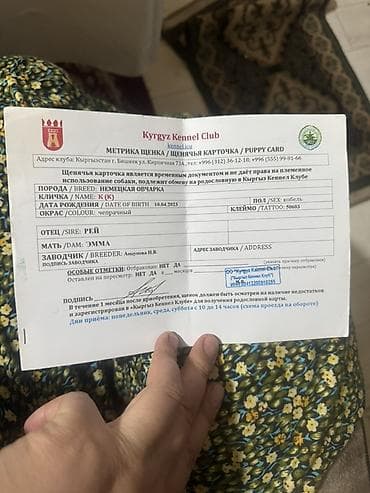 неметский овчарка: Немецкая овчарка, 3 года, Самец, С родословной — 2