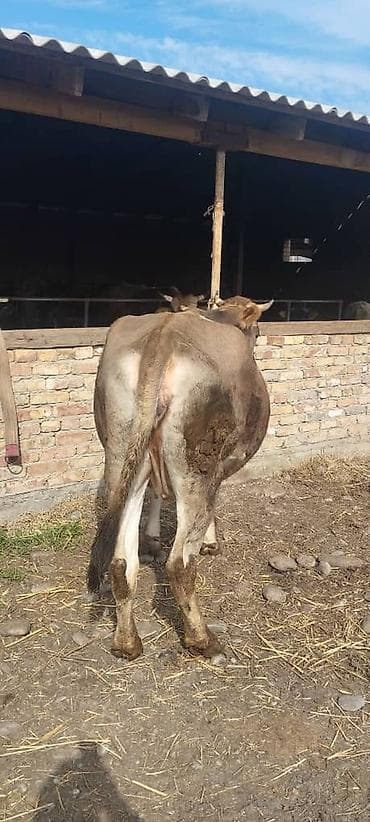 Продаю | Корова (самка) | Для молока