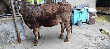 желчные камни крс бизнес: Продаю | Бык (самец) | На откорм | Привязанные — 1