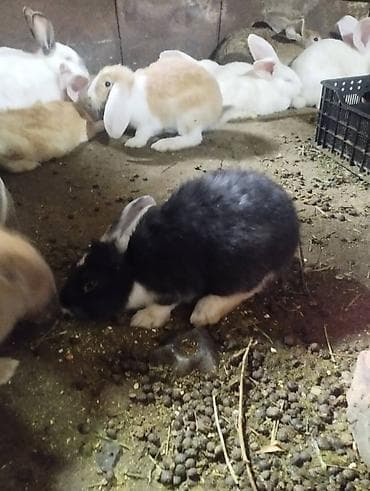 кролики крол кролиха кролик: Продаю | Крольчата | Для разведения | Племенные — 2