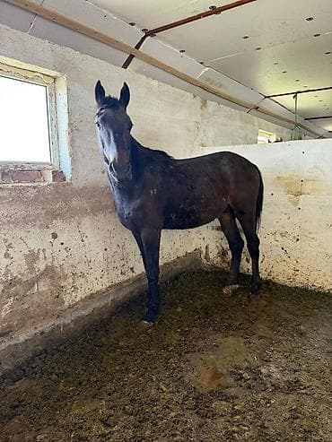 Продаю | Жеребец | Полукровка | Конный спорт | Мерин