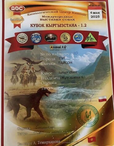 Ит кууту: Ит кууту: Мопс, Эркек, 2 жаш, Эмделген, Ит тегин тастыктоочу документ — 2