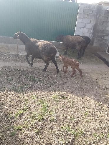 охотничье собаки: Козулу кой,бооз койлор круг сатылат — 1