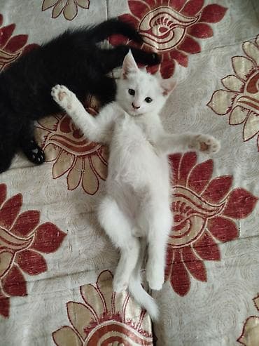 коты даром: Отдам котят в добрые руки. 1,5 месяца. К лотку приучены. Кушают сами — 4