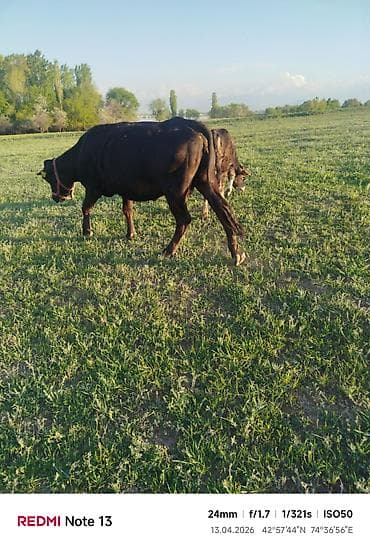 рыба гарбуша: Продаю | Корова (самка) | Для разведения | Привязанные — 8