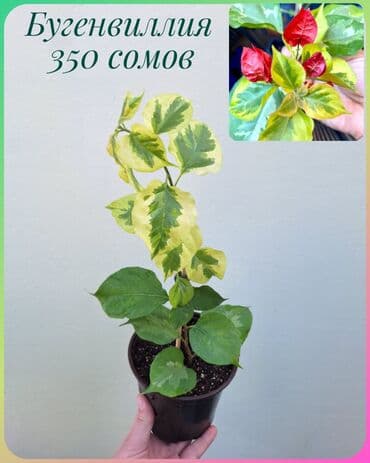 зеленое постельное белье: ● Комнатные растения (укоренённые черенки, молодые растения, взрослые — 20