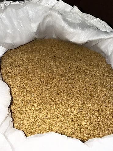 куплю малину оптом: Семена кормовых растений: Люцерна, Самовывоз — 3