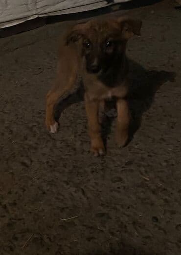отдам даром охотничью собаку: Собака даром: Овчарка, 3 месяца, Самка — 15