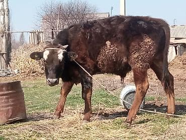 витамины для коров: Продаю | Бык (самец) | На откорм | Привязанные — 5