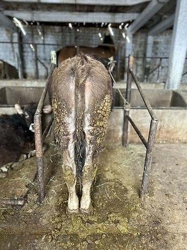 швицкой: Продаю | Бык (самец) | Швицкая | На откорм, На забой | Племенные — 4