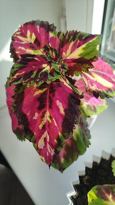 Уход и хранение одежды: Колеус (плектрантус скумариновый) с эффектной вариегатной листвой — 8