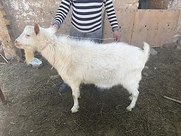 Продаю | Козёл (самец) | Зааненская | Для разведения | Осеменитель, Племенные