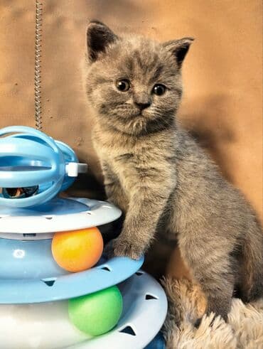 доска объявлений о кошках: ✨ Открыто бронирование котят голубого окраса ✨Порода: Британская — 2