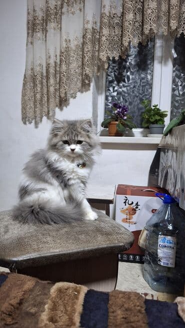 кукольный домик бу: Скотиш Страйт (Шотландская прямоухая), 3 месяца, девочка, Приучена в — 10