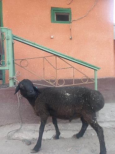 цена пшеницы в бишкеке 2022: Продаю | Ягненок | На забой — 2