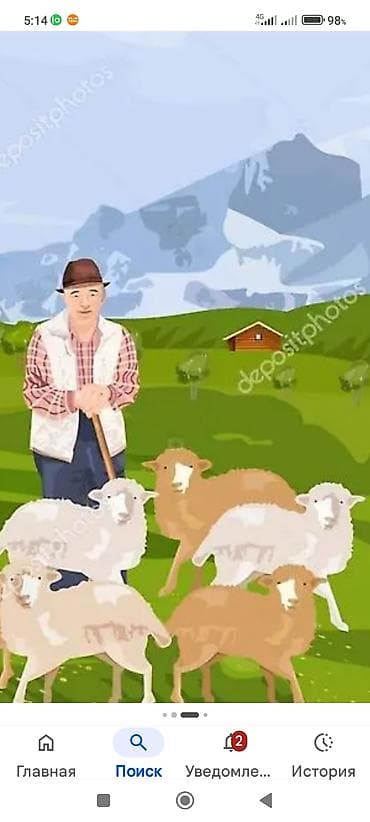 Сельское хозяйство: Требуется пастух овец в Жайылский район в горном местности оплата по — 1