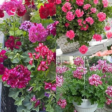 розы рассада: Пеларгонии сортовые — более 200 сортов в наличии - Ассортимент — 4