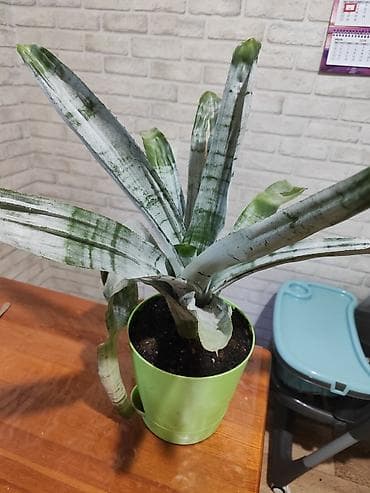 Эхмея полосатая (Aechmea fasciata, бромелия) - Домашнее экзотическое