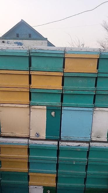 детские картины маслом: Деревянный Ящик, Б/у — 2