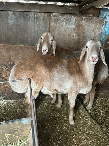 Продаю | Овца (самка), Ягненок, Баран (самец)