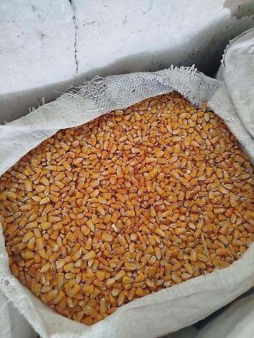утята карабалта: Комбикорма и зерновые в мешках Ассортимент: - Кукуруза цельная - — 3
