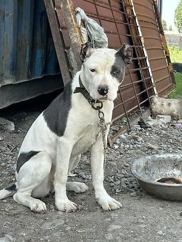 кошка манчкин: Собака даром: Питбуль, 5 месяцев, Самка, С прививкой — 3