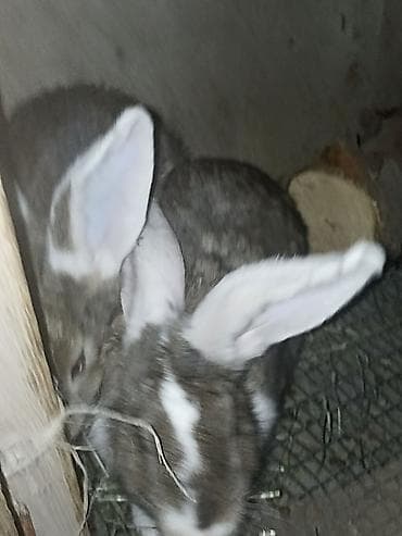 мал сатам: Сатам | Ургаачы коен | Фландр | Көбөйтүү үчүн | Асыл тукумдуу — 4