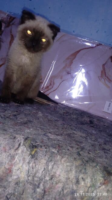 tuxedo порода кошек цена: Сиамская, 3 месяца, Мальчик, Приучена к лотку — 1