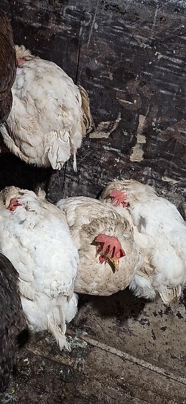 раков: Продаю | Куры | Несушки — 4