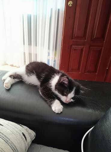 пушистые коты: Черно-белый котёнок с яркой «маской» на мордочке. - Окрас: черный с — 1