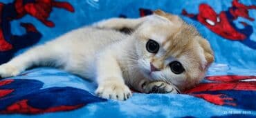 буудай сатылат: Скотиш Фолд (Шотландиялык шалпаң кулак), 3 айлык, Ургаачы, Алтын шиншилла — 9