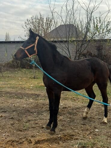 купить собаку охотничью: Продаю | Кобыла (самка) | Полукровка | Для разведения, Конный спорт | Племенные — 1