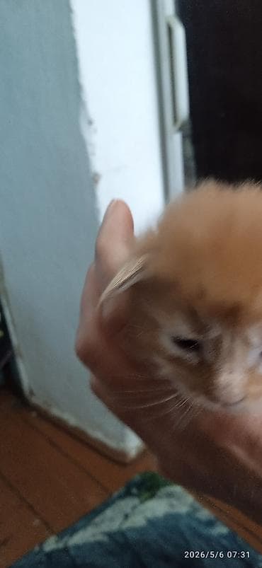 Мейн-Куны🥰. Предлагаются для раннего бронирования 3 сыночка и лапочка — 5