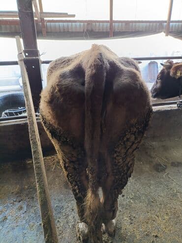 Айыл-чарба жаныбарлары: Сатам | Уй (ургаачы) | Сүт алуу үчүн | Байланган — 4