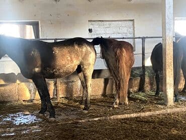 русская голубая длинношерстная кошка: Продаю | Кобыла (самка) | Рабочий — 8