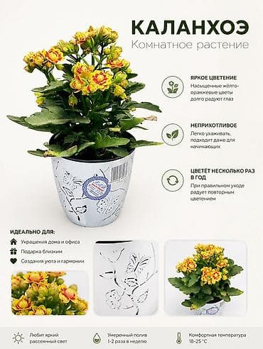 Каланхоэ: Каланхоэ — комнатное растение с ярким длительным цветением. Компактный — 1
