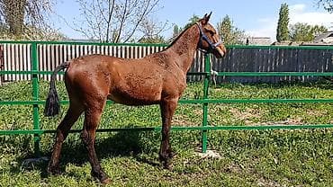 лошадь кобыла: Продаю | Жеребенок | Конный спорт — 2