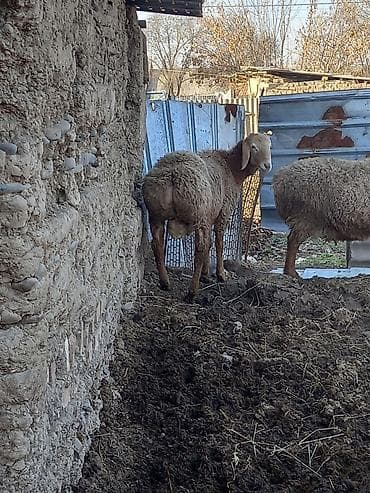 пастушья собака: Продаю | Овца (самка) | Для разведения | Матка — 2
